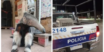 Pichanal: Rescataron a un oso hormiguero del patio de una vivienda