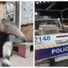 Pichanal: Rescataron a un oso hormiguero del patio de una vivienda
