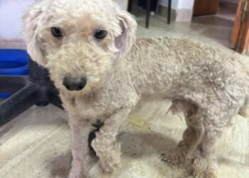 Un perrito busca a su familia y cachorritos un hogar