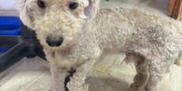 Un perrito busca a su familia y cachorritos un hogar