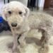 Un perrito busca a su familia y cachorritos un hogar