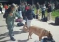 El can de Gendarmería detectó 10 kilos de cocaína ocultos en dos mochilas