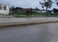Caballos sueltos en la vía pública