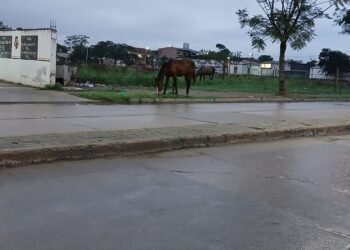 Caballos sueltos en la vía pública