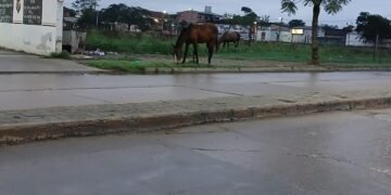 Caballos sueltos en la vía pública