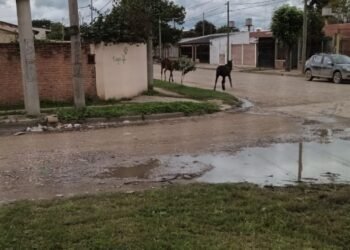 Siguen los caballos en las calles de Orán