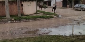 Siguen los caballos en las calles de Orán