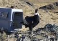 Rescataron y liberaron a un cóndor andino en Salta