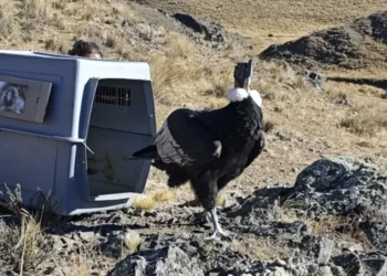 Rescataron y liberaron a un cóndor andino en Salta