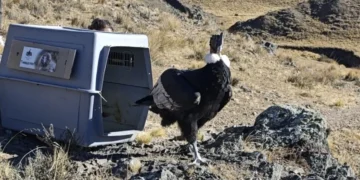 Rescataron y liberaron a un cóndor andino en Salta