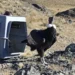 Rescataron y liberaron a un cóndor andino en Salta