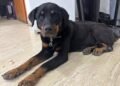 Perrita perdida busca a sus dueños
