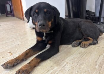 Perrita perdida busca a sus dueños