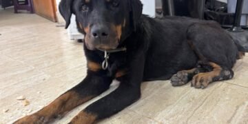 Perrita perdida busca a sus dueños