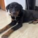 Perrita perdida busca a sus dueños