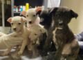 Cinco perritos esperan ser adoptados
