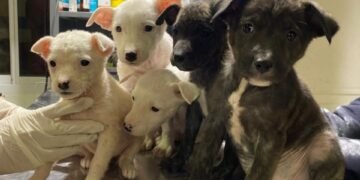 Cinco perritos esperan ser adoptados