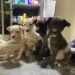 Cinco perritos esperan ser adoptados