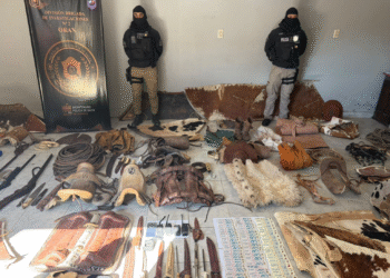 Allanamientos, personas detenidas y secuestro de armas y dinero en Orán en causa por abigeato