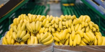 Una medida nacional expone a la producción bananera a desastres