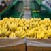 Una medida nacional expone a la producción bananera a desastres