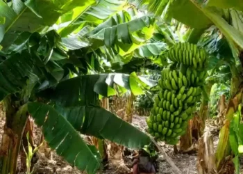 Salta solicitó a Nación una reunión para analizar la nueva normativa bananera