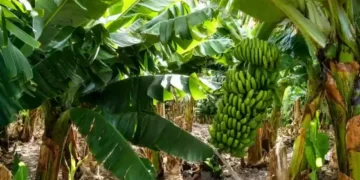 Salta solicitó a Nación una reunión para analizar la nueva normativa bananera