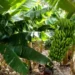 Salta solicitó a Nación una reunión para analizar la nueva normativa bananera