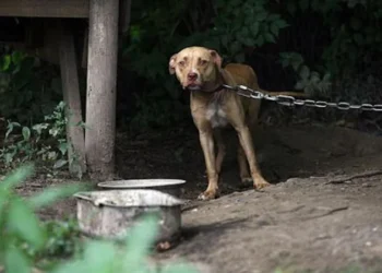 Ley Lola: Crearán un registro de maltratadores en Salta