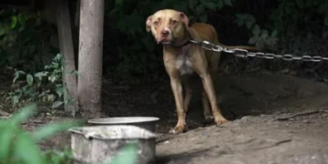 Ley Lola: Crearán un registro de maltratadores en Salta