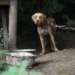 Ley Lola: Crearán un registro de maltratadores en Salta