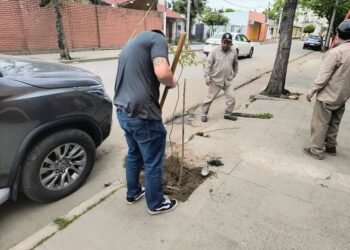 Pidió disculpas y plantará árboles en la ciudad