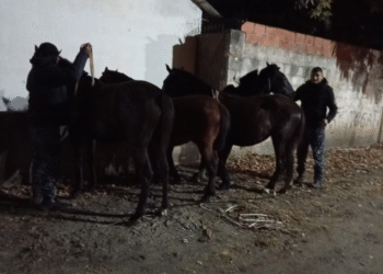 Caballería incautó caballos sueltos en Orán
