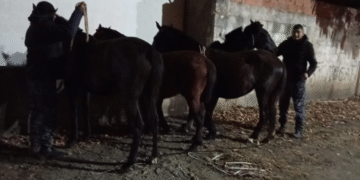 Caballería incautó caballos sueltos en Orán