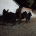 Caballería incautó caballos sueltos en Orán