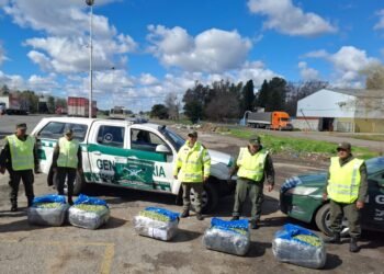 Gendarmería interceptó 115 kilos de hojas de coca