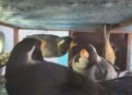Llevaba 27 aves silvestres enjauladas en el baúl de su auto