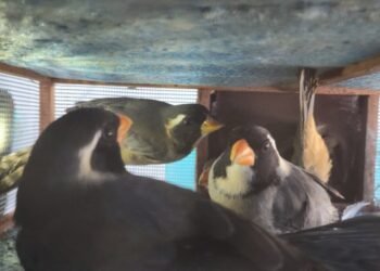 Llevaba 27 aves silvestres enjauladas en el baúl de su auto