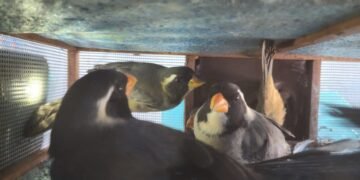 Llevaba 27 aves silvestres enjauladas en el baúl de su auto