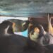 Llevaba 27 aves silvestres enjauladas en el baúl de su auto