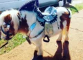 Los animales no son un negocio ni un entretenimiento