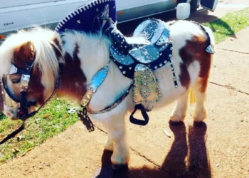 Los animales no son un negocio ni un entretenimiento