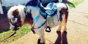 Los animales no son un negocio ni un entretenimiento