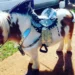 Los animales no son un negocio ni un entretenimiento