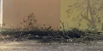 Evitemos quemar restos de poda o malezas