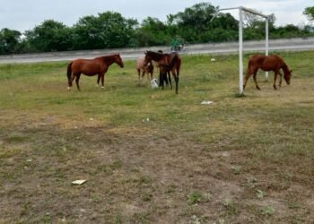 Caballería incautó animales sueltos en Orán