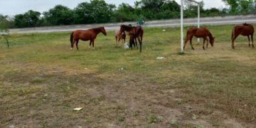 Caballería incautó animales sueltos en Orán