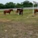 Caballería incautó animales sueltos en Orán