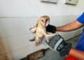 Bomberos Voluntarios trasladaron un ave silvestre