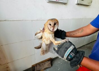 Bomberos Voluntarios trasladaron un ave silvestre